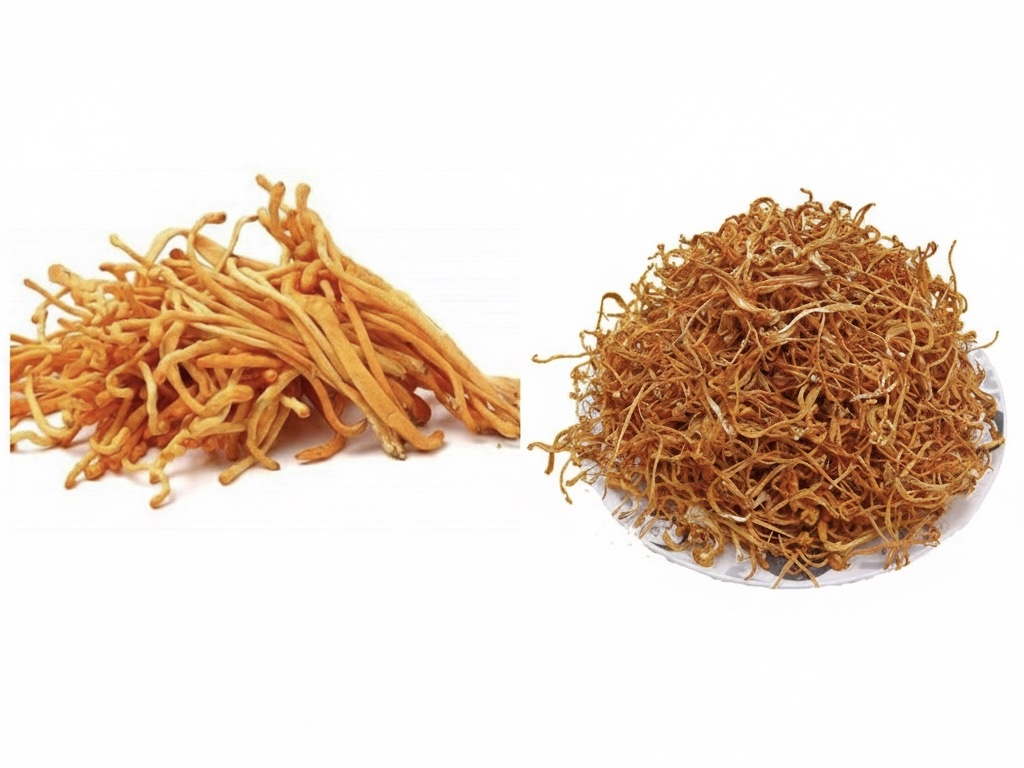 1. Nấm Đông Trùng Hạ Thảo Sấy Thăng Hoa Và Sấy Thường Khác Nhau Ra Sao?