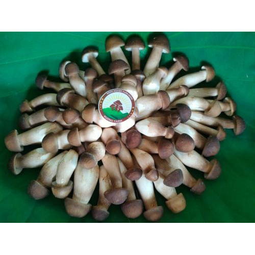 Nông Nghiệp Tuần Hoàn Từ Dược Liệu Tự Nhiên