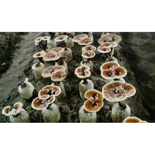 Mở Hướng Mới Phát Triển Nông Nghiệp Xanh Ở Lòng Bảy Núi