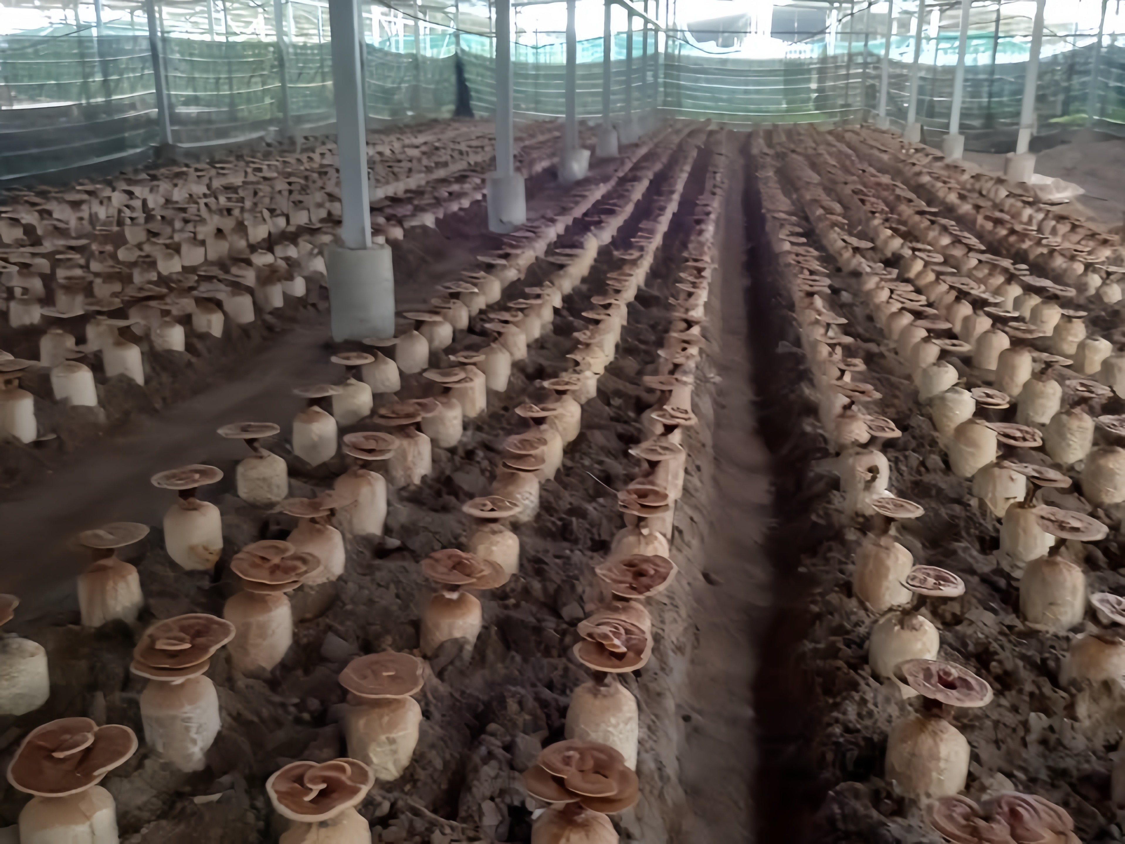 Nấm linh chi “tai to” độc quyền tại hiền nương farm – đâu là điểm khác biệt?