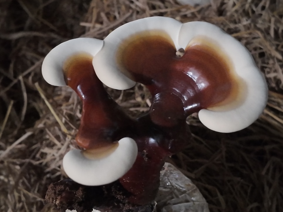 Giai đoạn 5 (10–12 ngày):