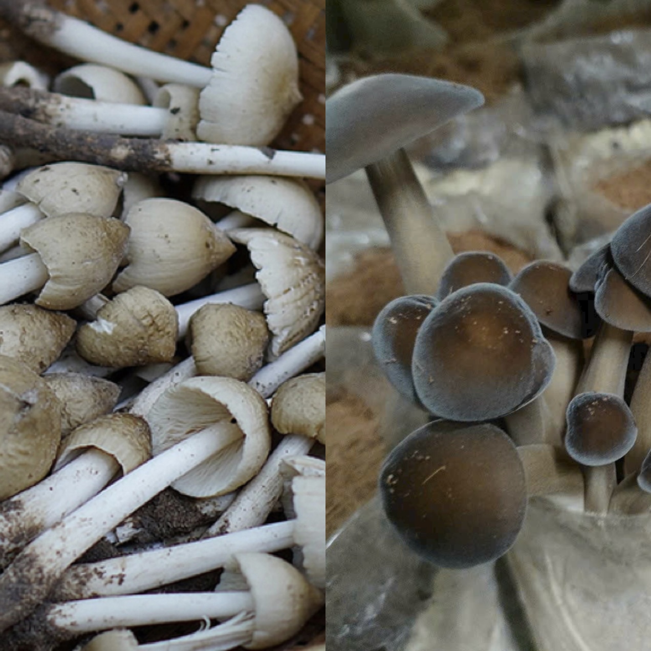 Nấm Mối Tự Nhiên Khác Với Nấm Mối Được Nuôi Trồng Như Thế Nào?