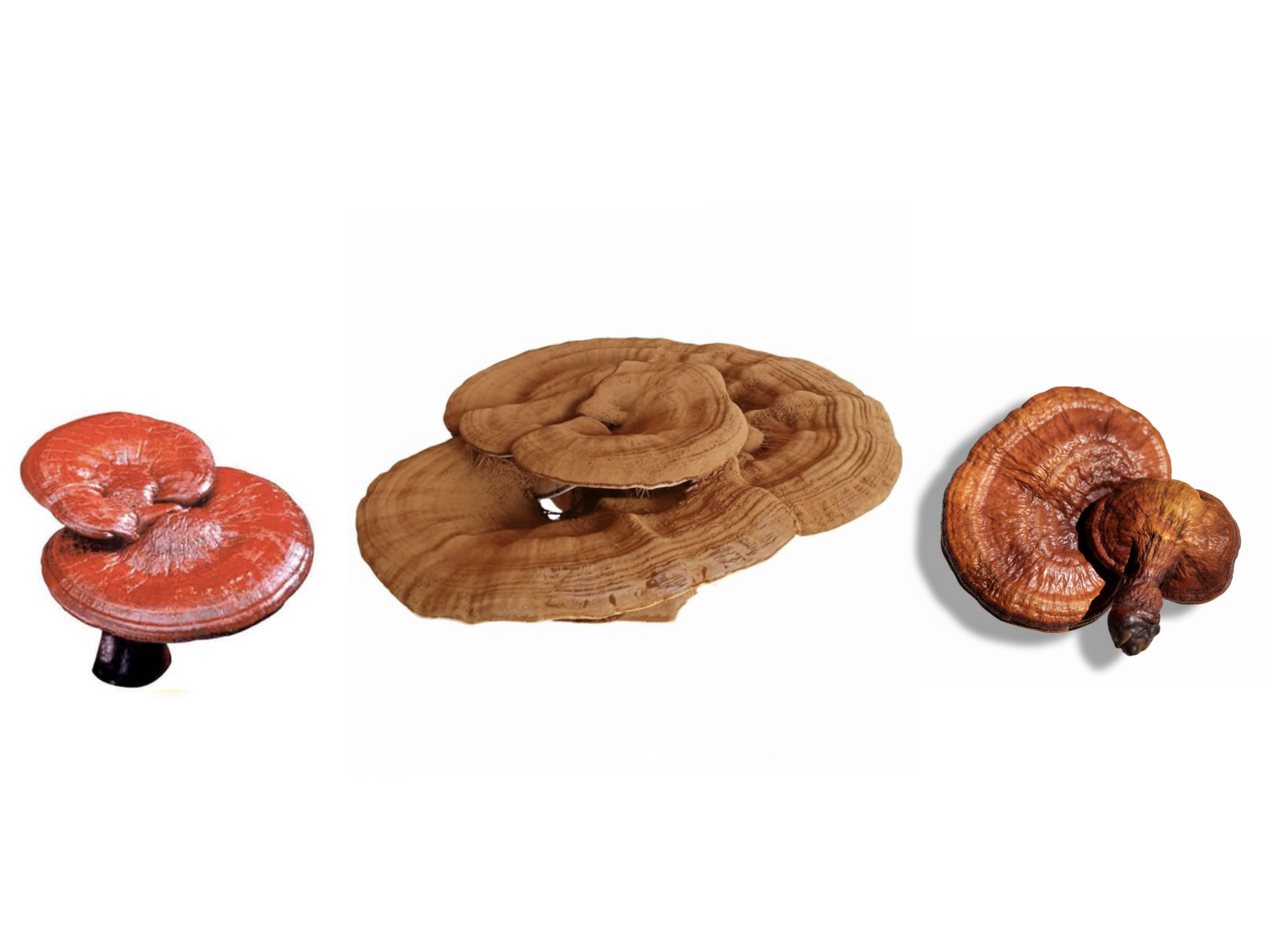 Linh chi tai to Thất Sơn khác gì linh chi Hàn – Nhật?