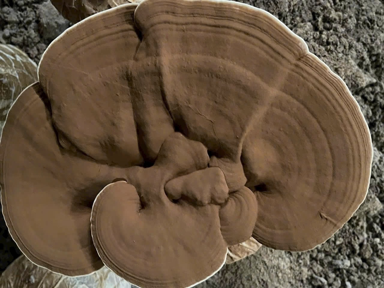 Giai đoạn 8 (10–15 ngày):