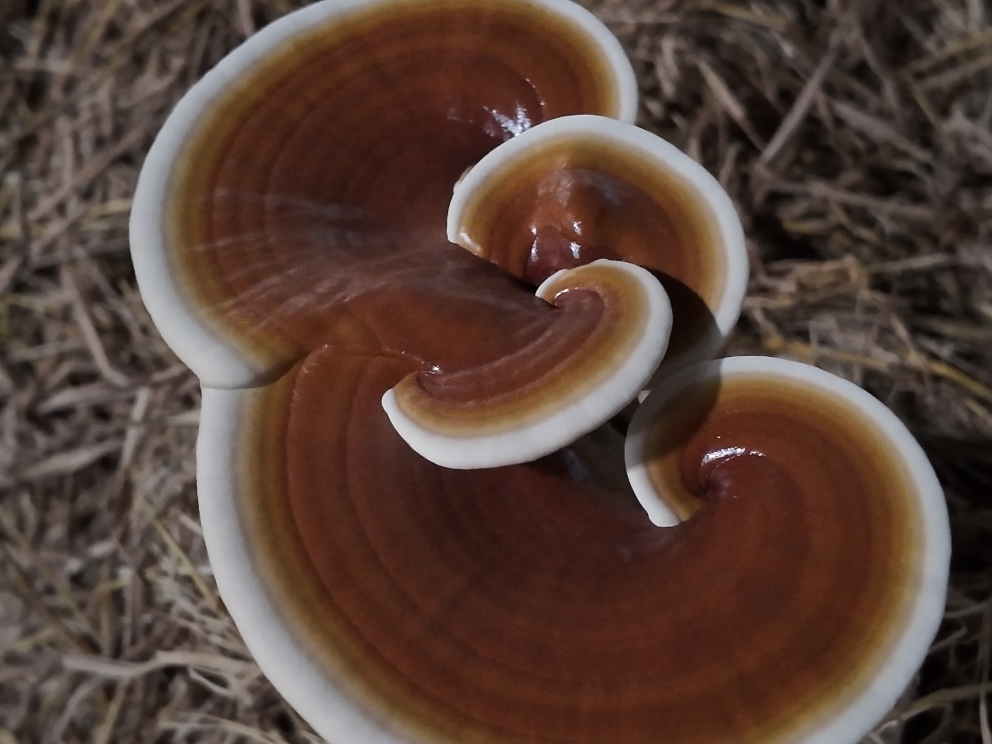 Giai đoạn 6 (10–12 ngày):