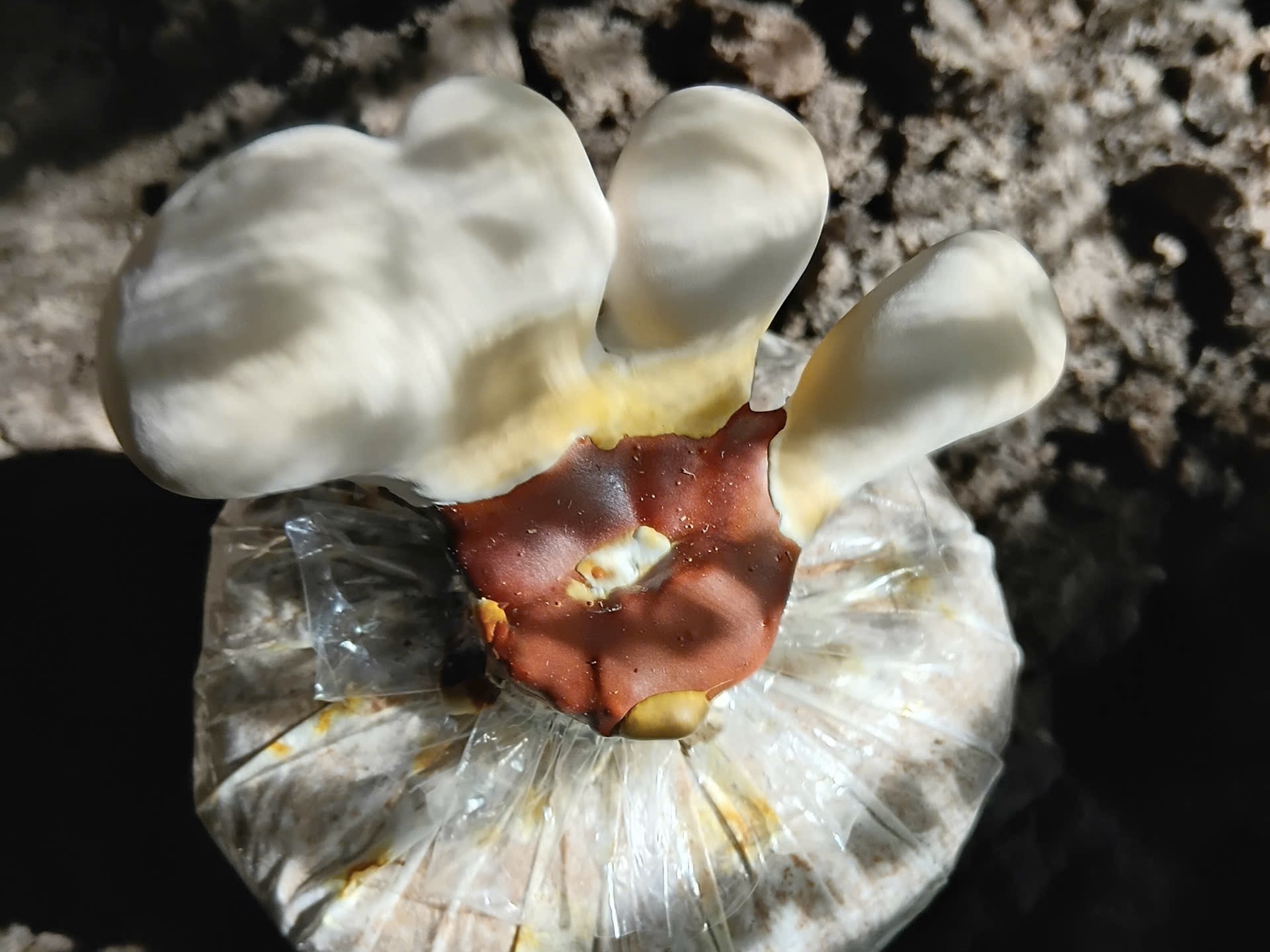 Giai đoạn 4 (10–15 ngày):