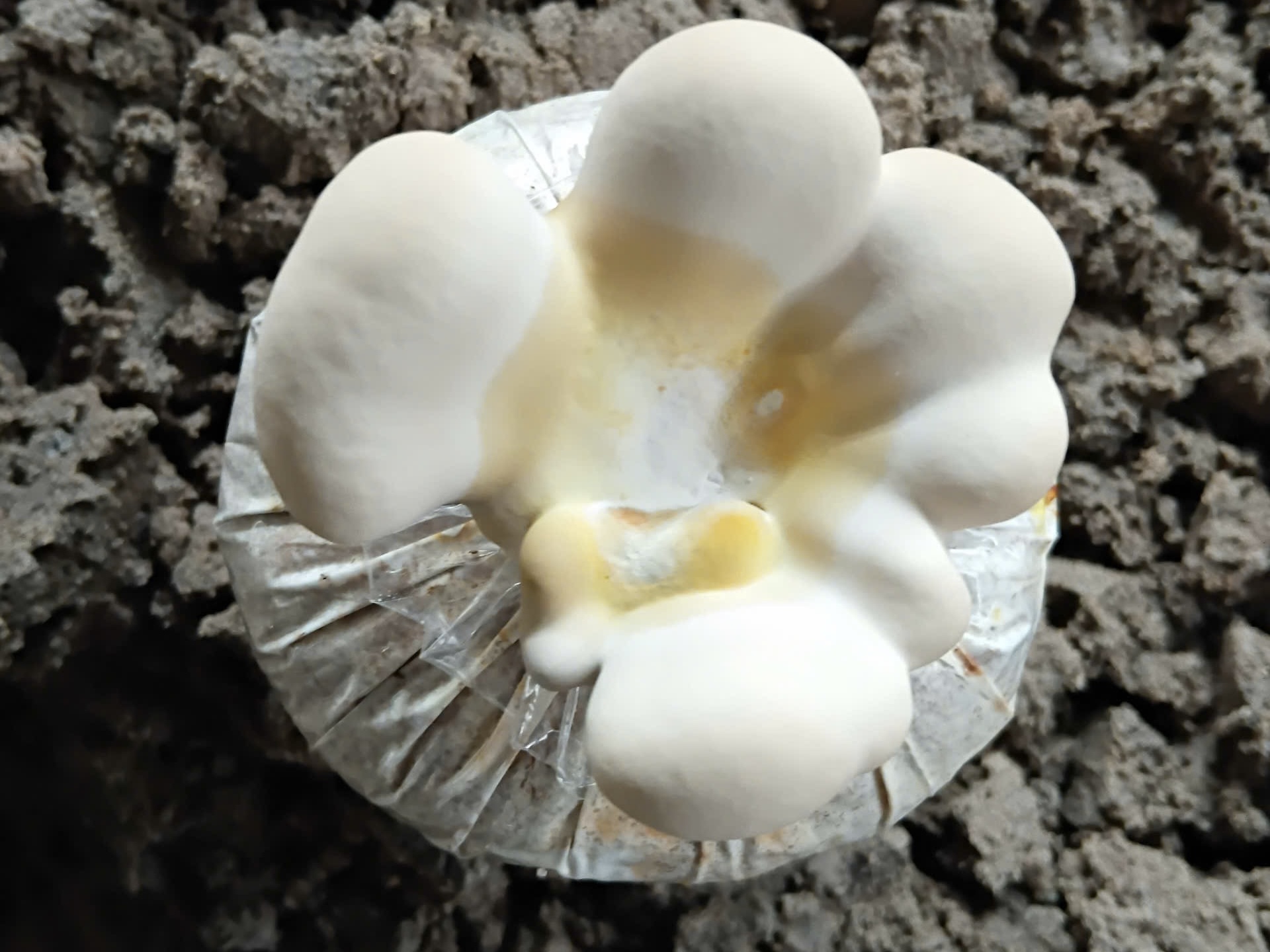 Giai đoạn 2 (10–15 ngày):