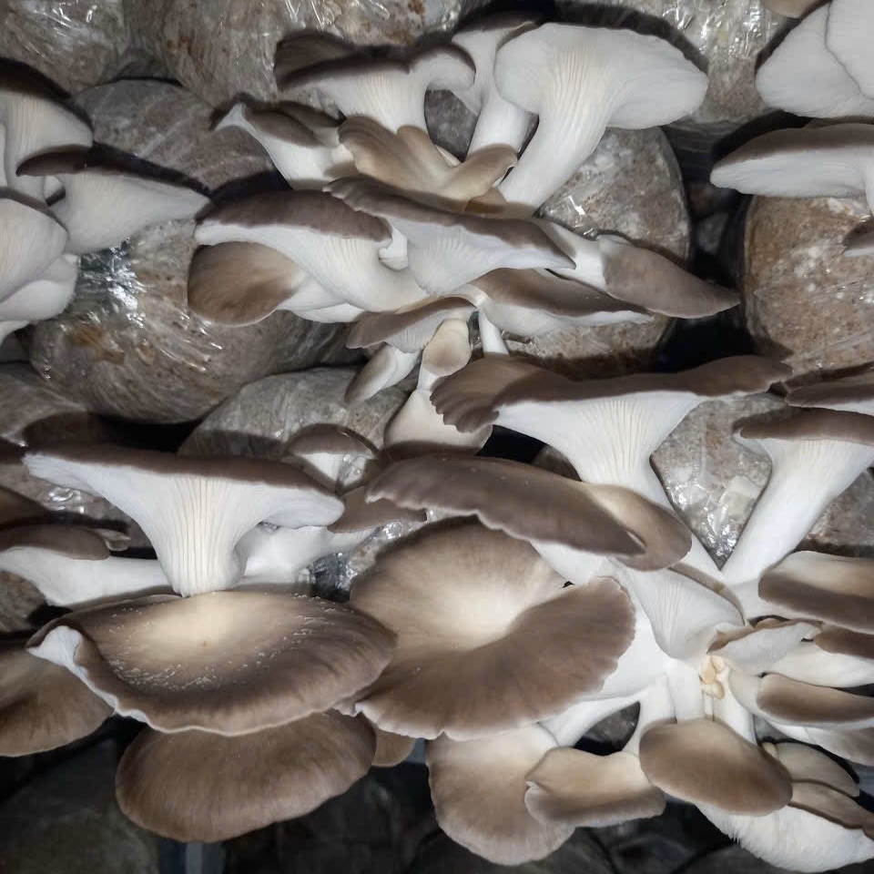 Trồng Nấm Bào Ngư Tại Nhà Có Khó Không?