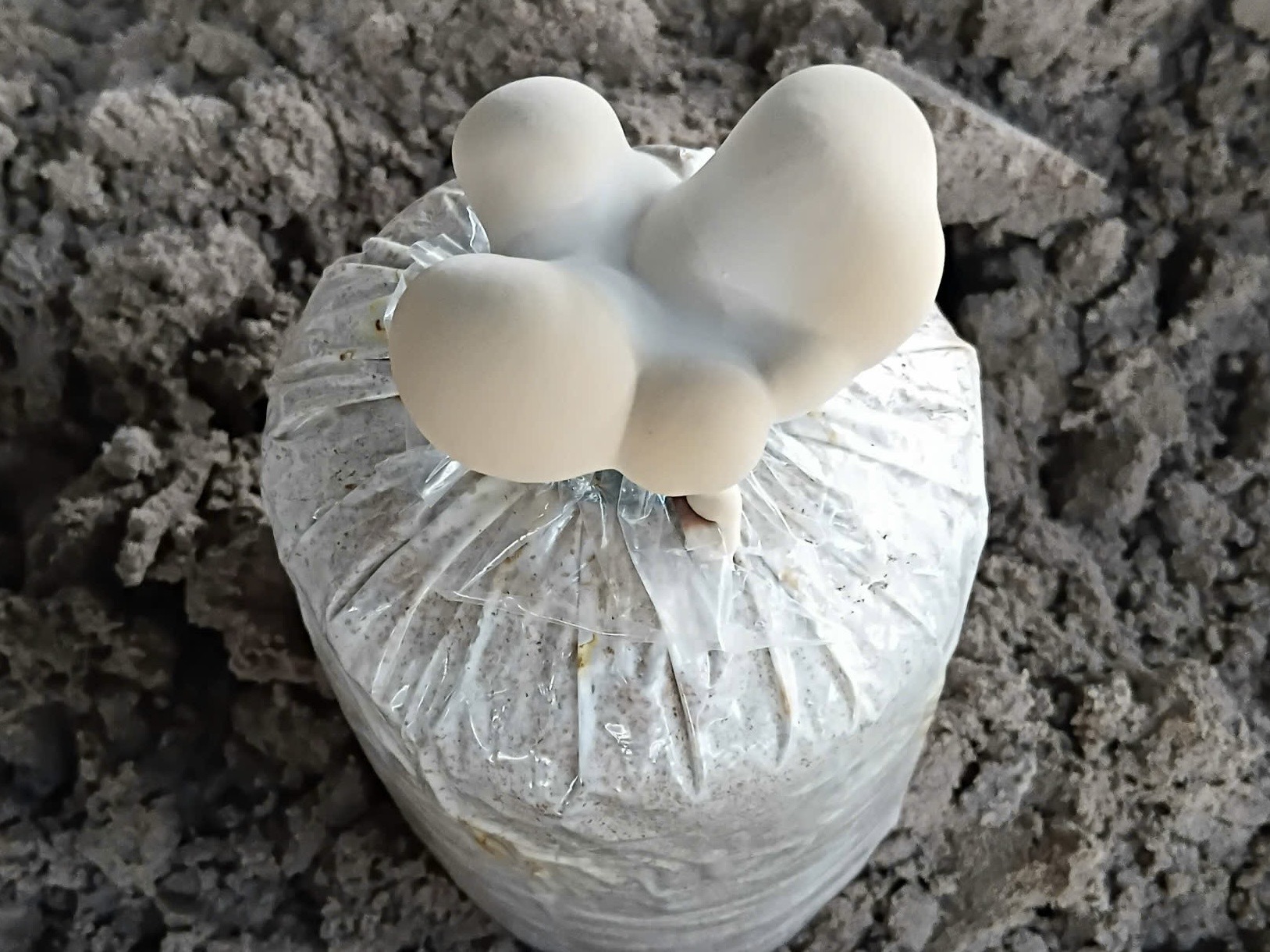 Giai đoạn 1 (10–12 ngày):