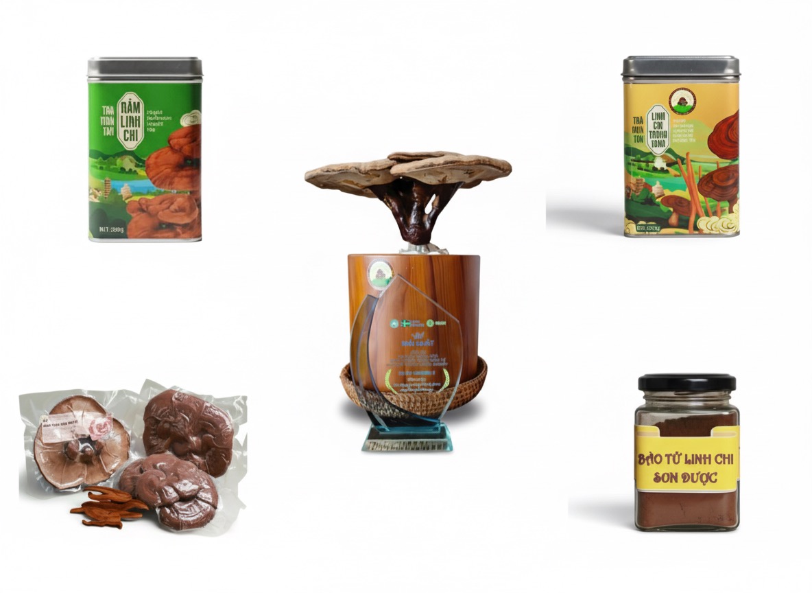 Các sản phẩm từ linh chi tai to Thất Sơn nên thử