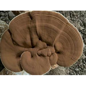 Trang Trại Nông Nghiệp Hiền Nương