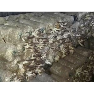 Trang Trại Nông Nghiệp Hiền Nương