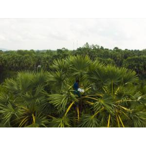 Công Ty Cổ Phần Palmania