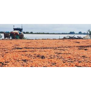 Tôm Khô Hà Tiên - Hương Vị Đậm Đà, Đặc Trưng Từ Xứ Biển