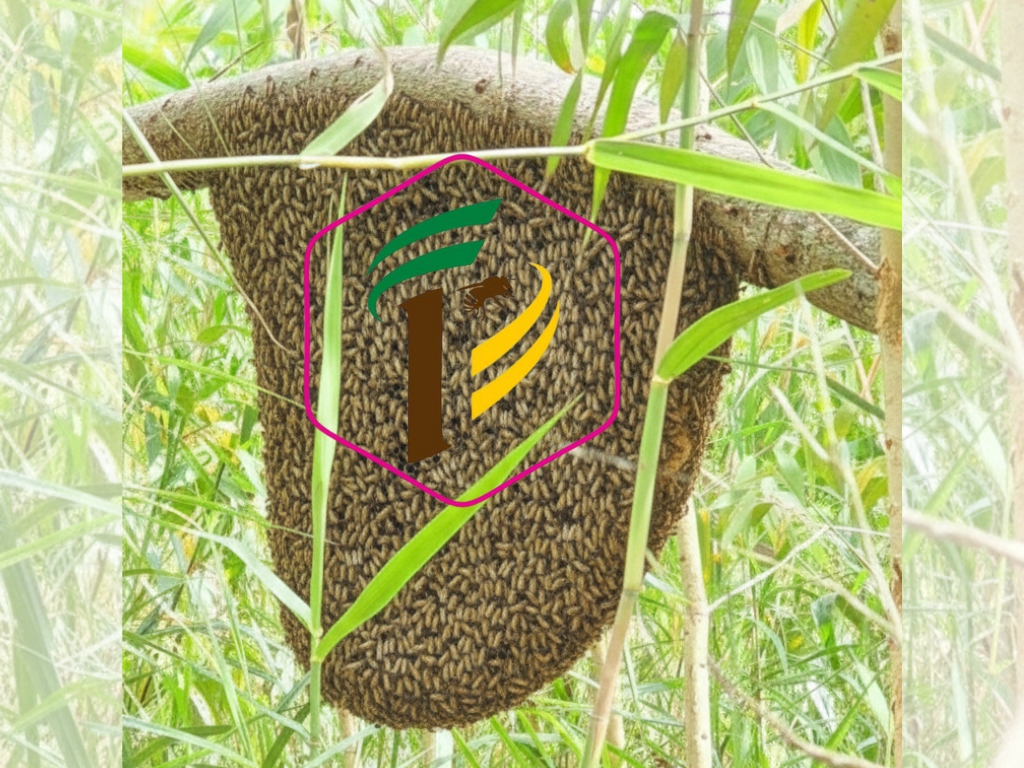 Những lợi ích khác của Mật ong rừng