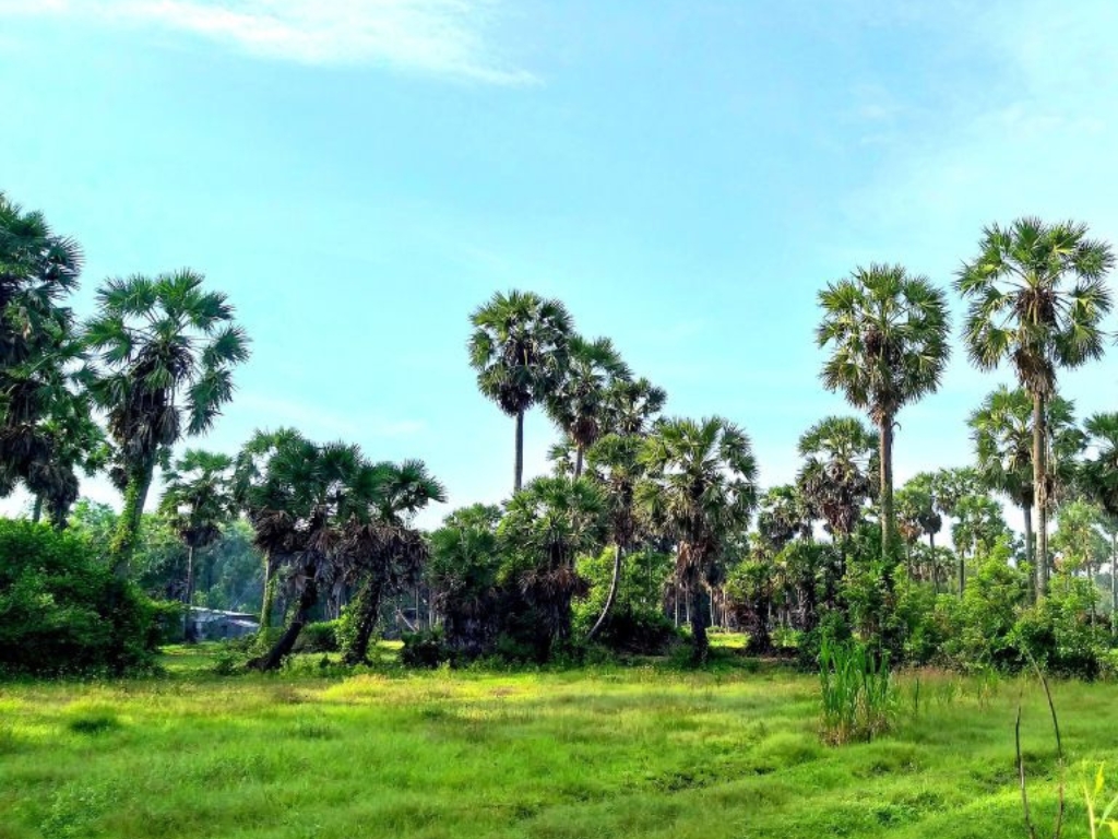 Protecting Palmyra Trees