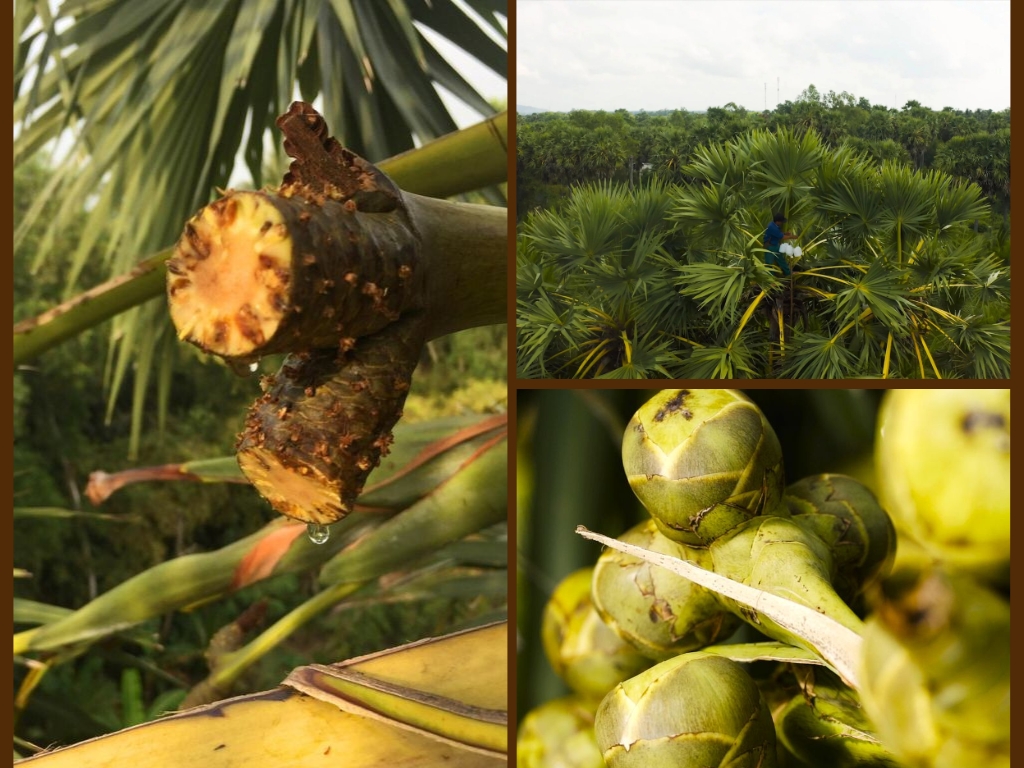 How is Palmyra Nectar Harvested?