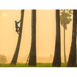 Palmania Joint Stock Company