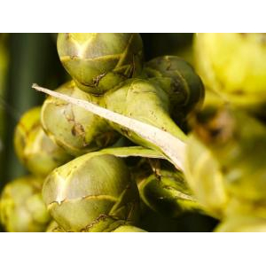 Palmania Joint Stock Company