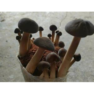 Tà Đảnh Agricultural Cooperative