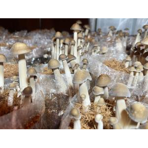 Tà Đảnh Agricultural Cooperative