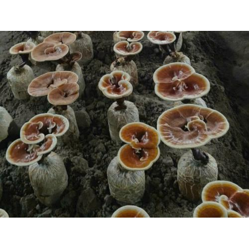 Nuong Farm Premium Organic Big Size Reishi Mushroom Whole Cap – 120g