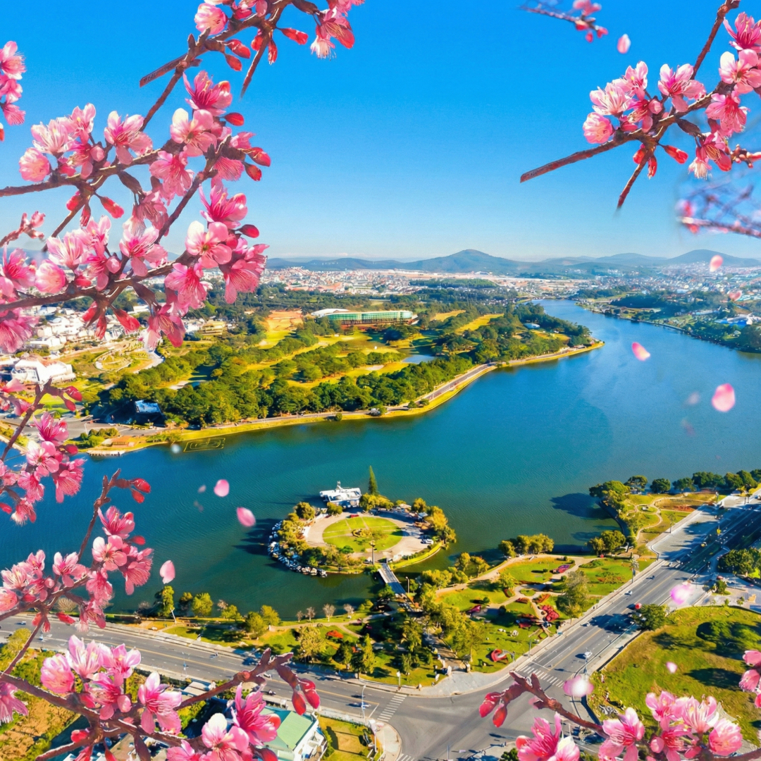 Dấu ấn Xuân 2026: 200 gốc Mai Anh Đào mới “nhuộm hồng” Hồ Xuân Hương