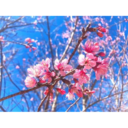 Dấu ấn Xuân 2026: 200 gốc Mai Anh Đào mới “nhuộm hồng” Hồ Xuân Hương