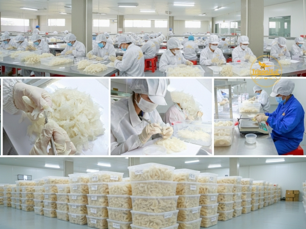 II. Năng lực sản xuất & tiêu chuẩn chất lượng