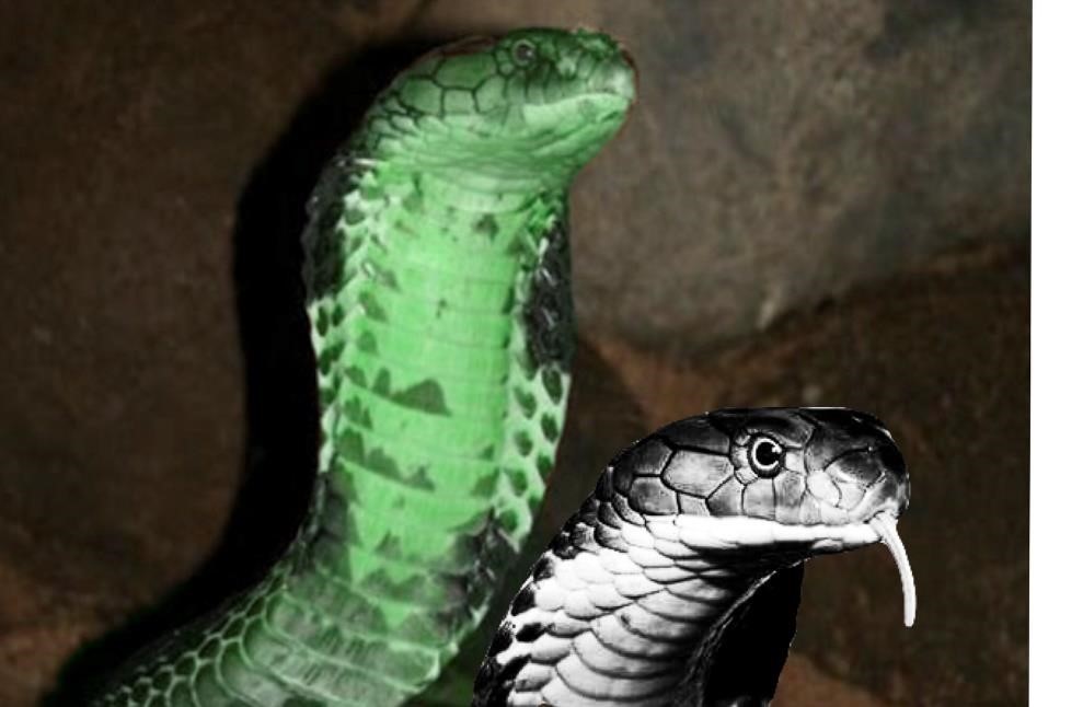 Huyền thoại "Sư Bà Phục Xà"