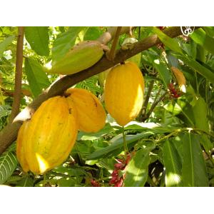 Bittersweet Chocolatier Phú Quốc