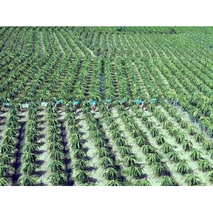 Công Ty CP Rau Quả Thực Phẩm An Giang (Antesco)