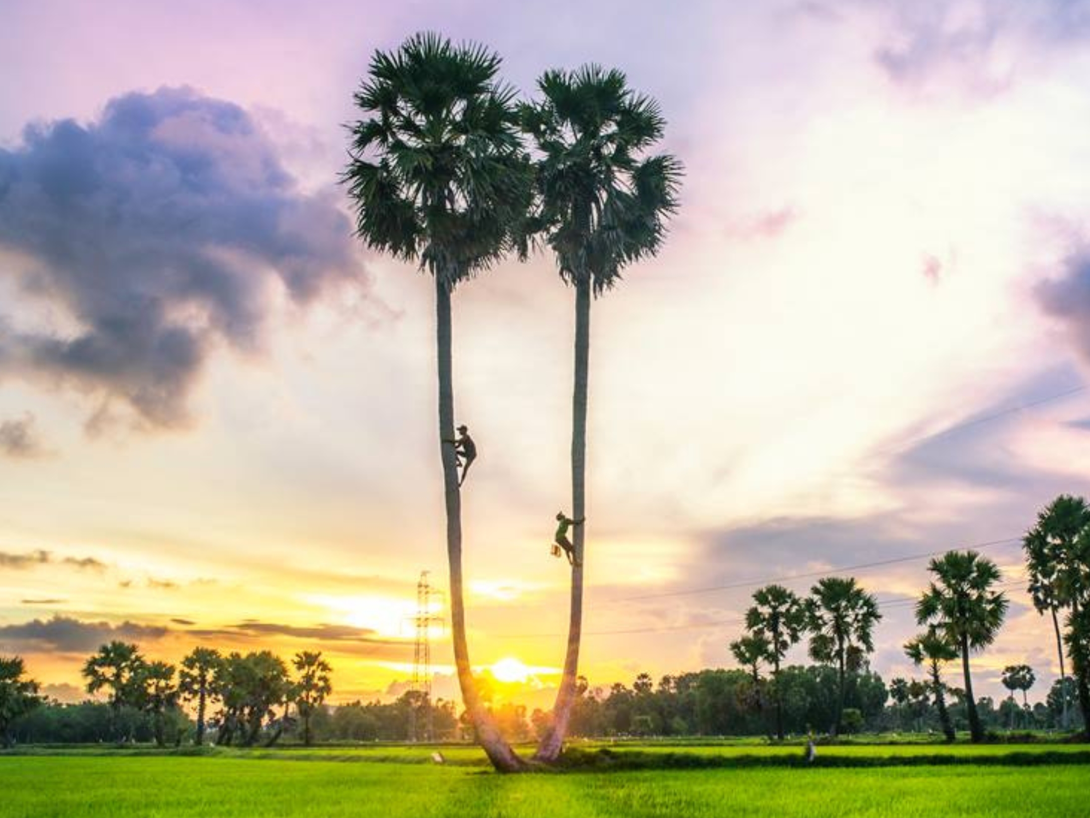 Lợi thế cạnh tranh của Trần Gia