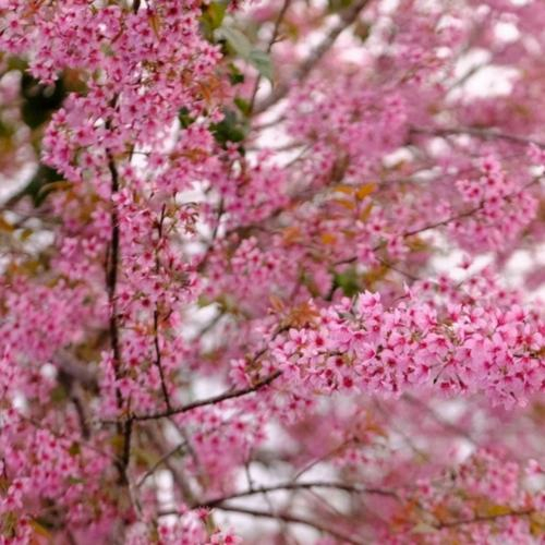 YBA Lâm Đồng: Phát Động Chiến Dịch “Ngàn Cây Mai Anh Đào” Kiến Tạo Diện Mạo Mới Cho Đà Lạt