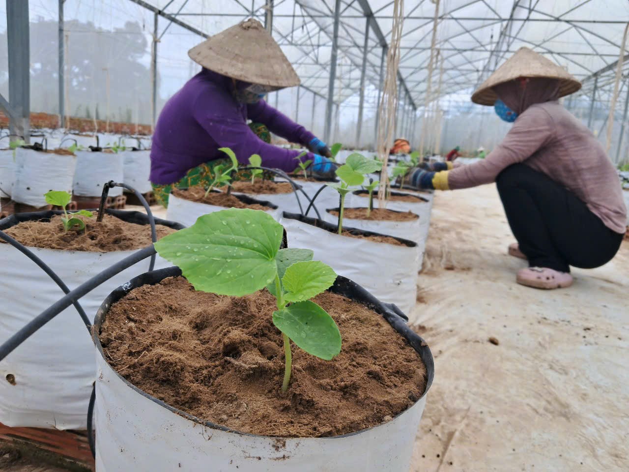 Sản phẩm nông nghiệp