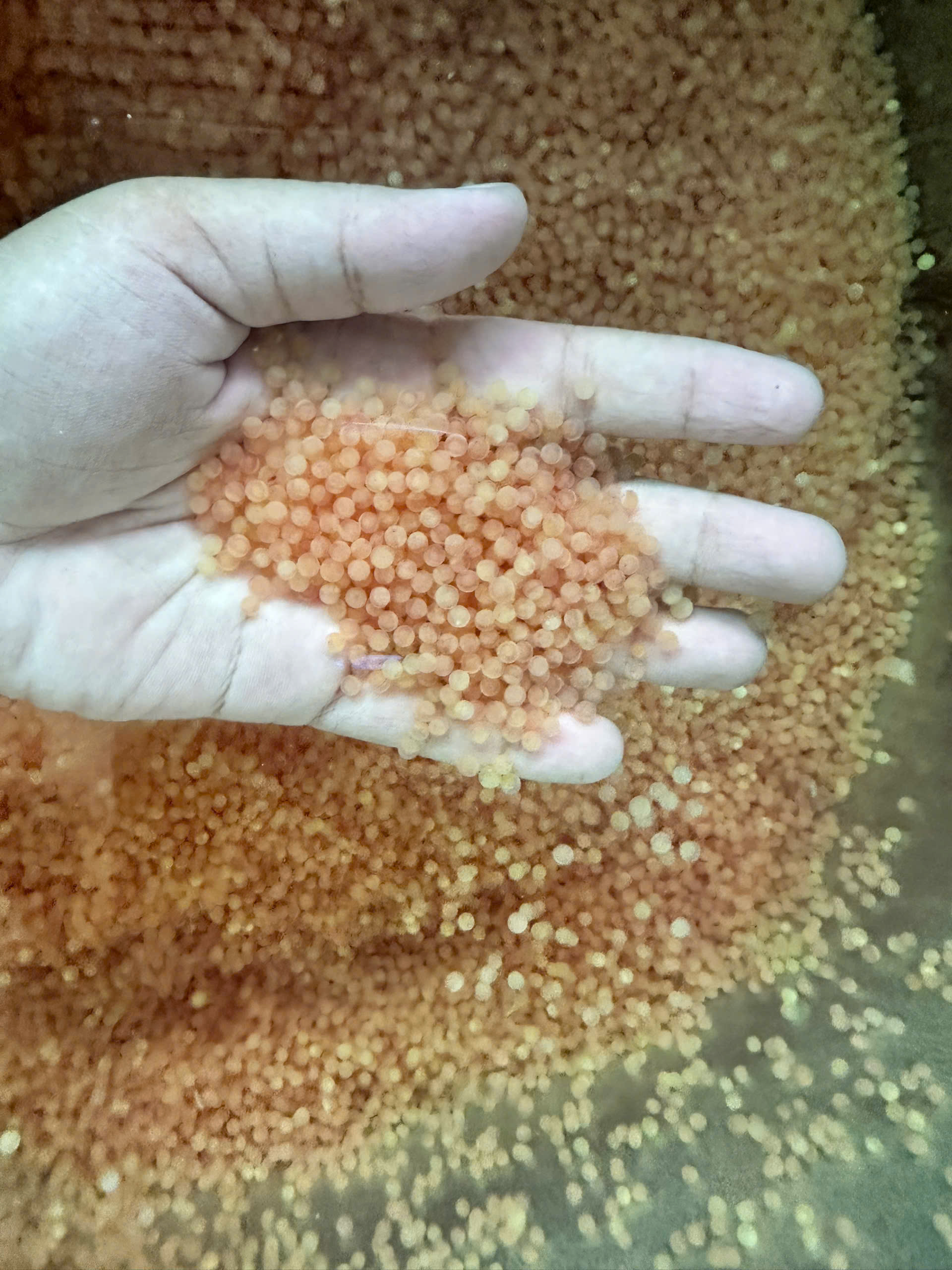 Mắt xích quan trọng trong chuỗi thủy sản khép kín
