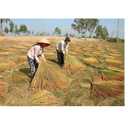 Nghề Đan Cỏ Bàng Ở Phú Mỹ, Huyện Giang Thành (Kiên Giang)