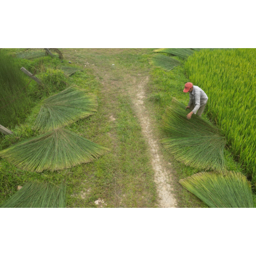 Nghề Đan Cỏ Bàng Ở Phú Mỹ, Huyện Giang Thành (Kiên Giang)