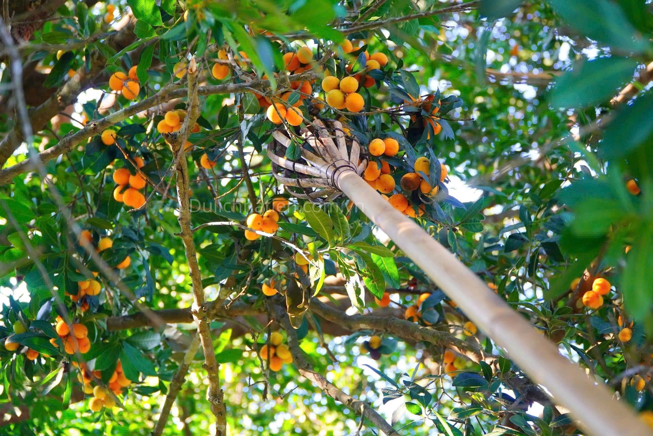 Vùng Trồng Thanh Trà Tô Châu - Nơi Giữ Trọn Hương Vị