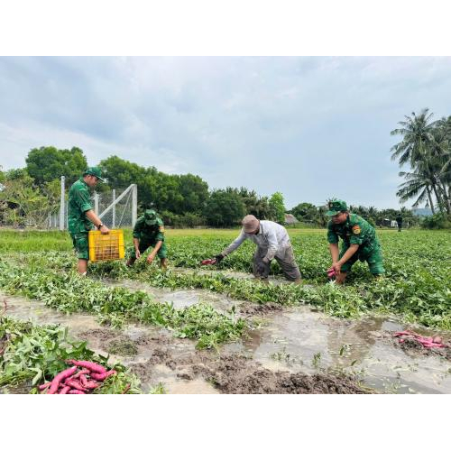 Khoai Lang Mỹ Đức (Hà Tiên) - Đặc Sản Dân Dã Níu Chân Du Khách